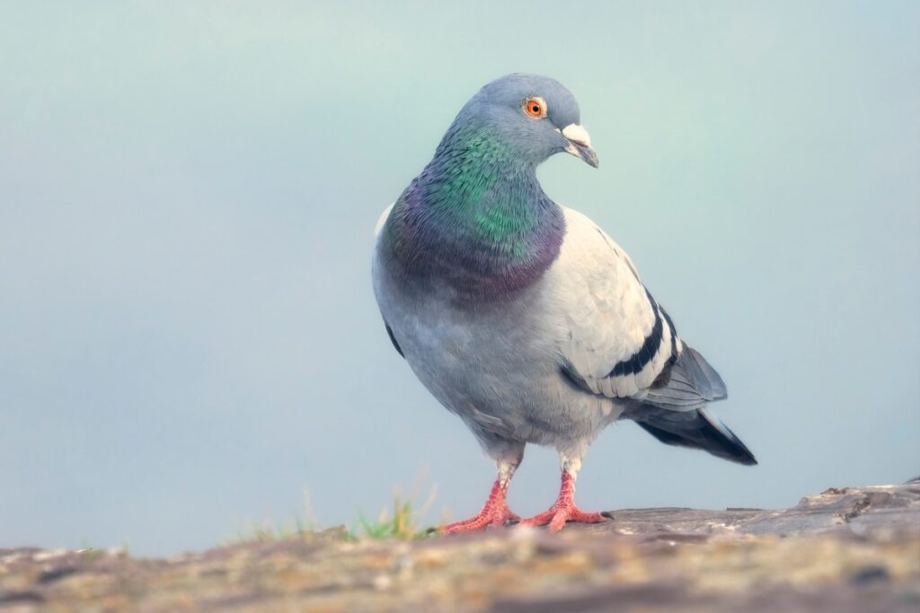 'Slow-cial' app Roost forces you to slow down to the speed of a carrier pigeon